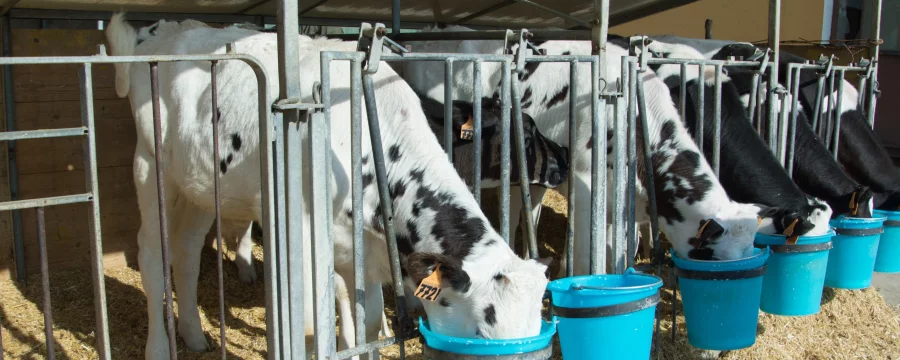 Dairy calves drinking milk replacer fluid